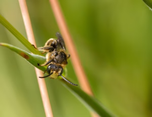 Hvidbenet oliebi - Macropis europaea - Han, , Fotograf Claus Bach.