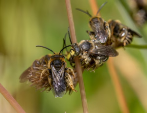 Hvidbenet oliebi - Macropis europaea - Han, , Fotograf Claus Bach.