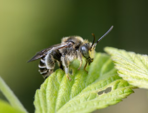Hvidbenet oliebi - Macropis europaea - Han, , Fotograf Claus Bach.