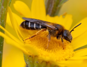 Skovvejbi - Halictus rubicundus - Hun, , Fotograf Claus Bach.