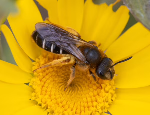 Skovvejbi - Halictus rubicundus - Hun, , Fotograf Claus Bach.