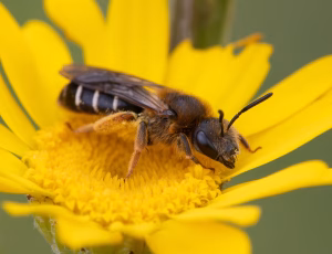 Skovvejbi - Halictus rubicundus - Hun, , Fotograf Claus Bach.