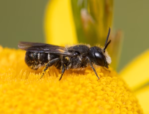 Hulbi - Heriades truncorum - Han, , Fotograf Claus Bach.