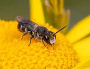 Hulbi - Heriades truncorum - Han, , Fotograf Claus Bach.