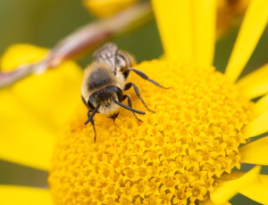 Vægsilkebi - Colletes daviesanus - Han, , Fotograf Claus Bach.