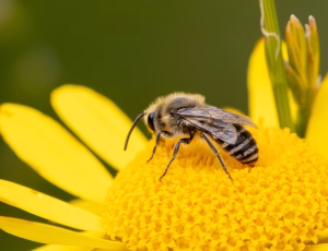 Vægsilkebi - Colletes daviesanus - Han, , Fotograf Claus Bach.
