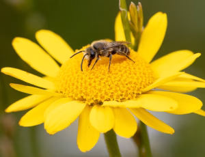 Vægsilkebi - Colletes daviesanus - Han, , Fotograf Claus Bach.
