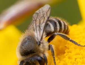 Vægsilkebi - Colletes daviesanus - Han, , Fotograf Claus Bach.