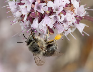 Havevægbi - Anthophora quadrimaculata - Hun, , Fotograf Claus Bach.