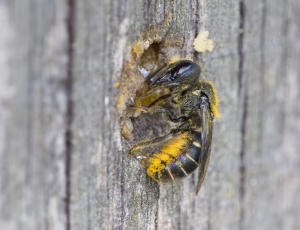 Hulbi - Heriades truncorum - Hun, , Fotograf Claus Bach.