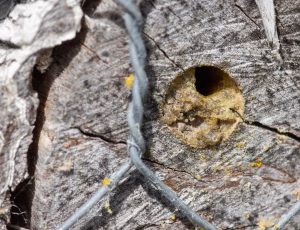 Hulbi - Heriades truncorum - Hun, , Fotograf Claus Bach.