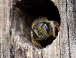 Rosenbladskærerbi - Megachile centuncularis - Hun, , Fotograf Claus Bach.