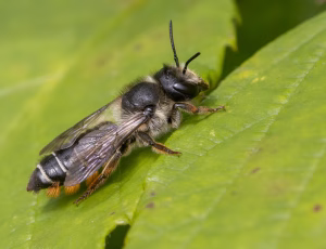 Rosenbladskærerbi - Megachile centuncularis - Hun, , Fotograf Claus Bach.