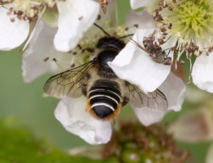 Rosenbladskærerbi - Megachile centuncularis - Hun, , Fotograf Claus Bach.
