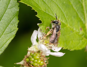 Ærtejordbi - Andrena wilkella - Hun, , Fotograf Claus Bach.