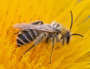 Pragtbuksebi - Dasypoda hirtipes - Han, , Fotograf Claus Bach.