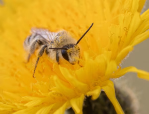 Pragtbuksebi - Dasypoda hirtipes - Han, , Fotograf Claus Bach.