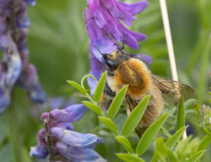 Moshumle - Bombus muscorum, , Fotograf Claus Bach.