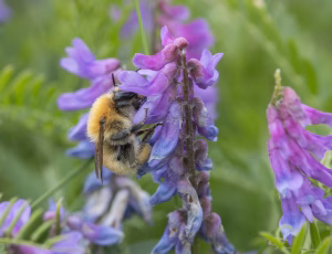 Moshumle - Bombus muscorum, , Fotograf Claus Bach.