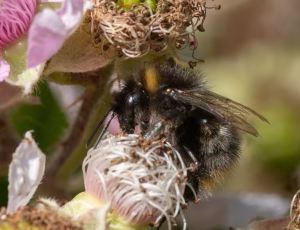 Lille skovhumle - Bombus pratorum - Hun, , Fotograf Claus Bach.