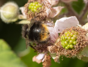 Lille skovhumle - Bombus pratorum - Hun, , Fotograf Claus Bach.