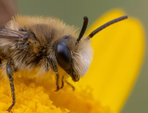 Vægsilkebi - Colletes daviesanus - Han, , Fotograf Claus Bach.