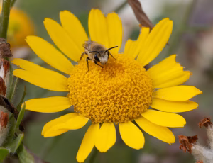 Vægsilkebi - Colletes daviesanus - Han, , Fotograf Claus Bach.