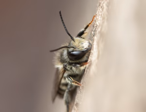 Rød murerbi - Osmia bicornis - Han, , Fotograf Claus Bach.
