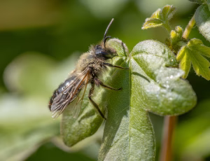 Tofarvet jordbi - Andrena bicolor - Han, , Fotograf Claus Bach.