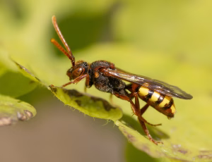 Gulbåndet hvepsebi - Nomada flava - Hun, , Fotograf Claus Bach.