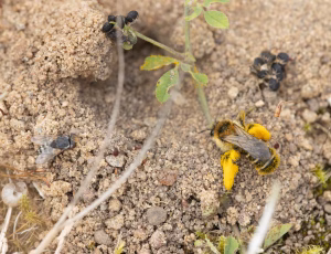 Pragtbuksebi - Dasypoda hirtipes - Hun, , Fotograf Claus Bach.