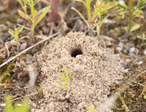 Pragtbuksebi - Dasypoda hirtipes - Hun, , Fotograf Claus Bach.