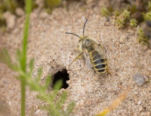 Pragtbuksebi - Dasypoda hirtipes - Han, , Fotograf Claus Bach.