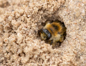 Pragtbuksebi - Dasypoda hirtipes - Hun, , Fotograf Claus Bach.