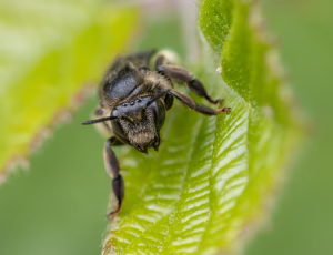 Hvidbenet oliebi - Macropis europaea - Hun, , Fotograf Claus Bach.