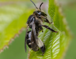 Hvidbenet oliebi - Macropis europaea - Hun, , Fotograf Claus Bach.