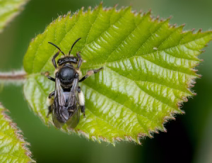 Hvidbenet oliebi - Macropis europaea - Hun, , Fotograf Claus Bach.