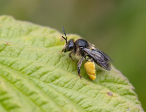 Hvidbenet oliebi - Macropis europaea - Hun, , Fotograf Claus Bach.