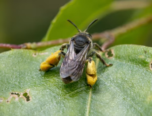 Hvidbenet oliebi - Macropis europaea - Hun, , Fotograf Claus Bach.