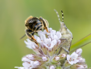 Hvidbenet oliebi - Macropis europaea - Han, , Fotograf Claus Bach.