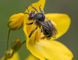 Hvidbenet oliebi - Macropis europaea - Hun, , Fotograf Claus Bach.