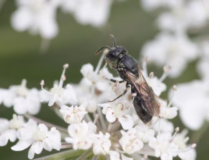 Lille maskebi - Hylaeus brevicornis - Hun, , Fotograf Claus Bach.