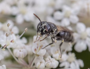 Lille maskebi - Hylaeus brevicornis - Hun, , Fotograf Claus Bach.