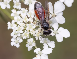 Græslandblodbi - Sphecodes monilicornis - Hun, , Fotograf Claus Bach.