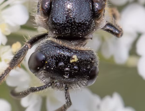 Græslandblodbi - Sphecodes monilicornis - Hun, , Fotograf Claus Bach.