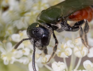 Græslandblodbi - Sphecodes monilicornis - Hun, , Fotograf Claus Bach.