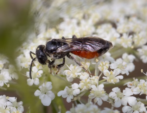 Græslandblodbi - Sphecodes monilicornis - Hun, , Fotograf Claus Bach.