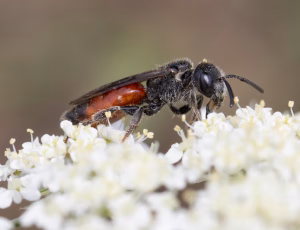 Græslandblodbi - Sphecodes monilicornis - Hun, , Fotograf Claus Bach.