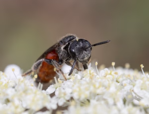 Græslandblodbi - Sphecodes monilicornis - Hun, , Fotograf Claus Bach.