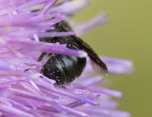Sort panserbi - Stelis phaeoptera - Hun, , Fotograf Claus Bach.